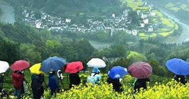 岁岁清明，今又清明，万株杨柳属流莺